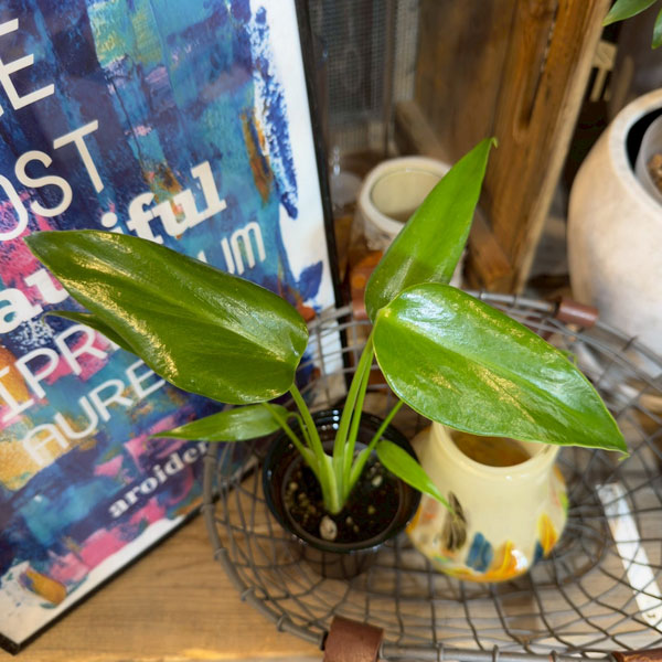 モンステラ：バールマルクスフレーム　3.5号鉢植え