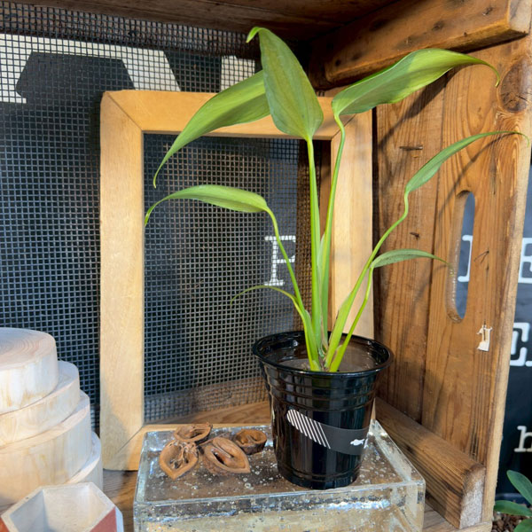 モンステラ：バールマルクスフレーム　3.5号鉢植え