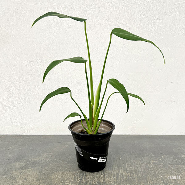 園芸ネット本店｜モンステラ：バールマルクスフレーム 3.5号鉢植え の