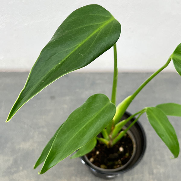 園芸ネット本店｜モンステラ：バールマルクスフレーム 3.5号鉢植え の