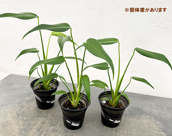 園芸ネット本店｜モンステラ：バールマルクスフレーム 3.5号鉢植え の