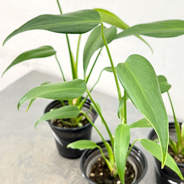 園芸ネット本店｜モンステラ：バールマルクスフレーム 3.5号鉢植え の