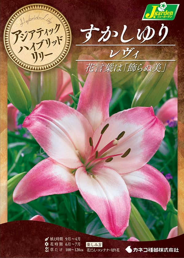 [26年10月中下旬予約]ユリ（すかし百合）：レヴィ2球入り