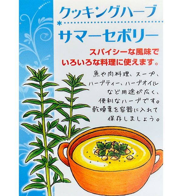 クッキングハーブ:サマーセボリー3.5号ポット