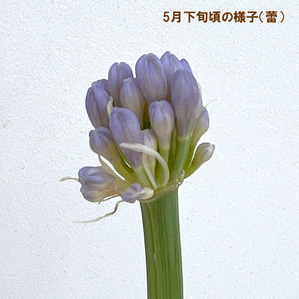園芸ネット本店｜アガパンサス：斑入り5号ポット の通販【公式】