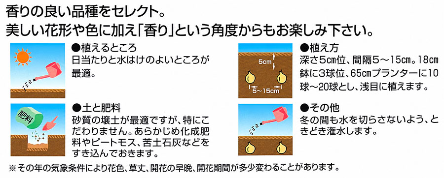 チューリップ:スプリングタイド4球入り