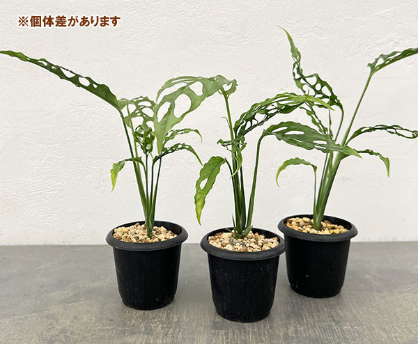 モンステラ:オブリクア ペルー 3号ポット*