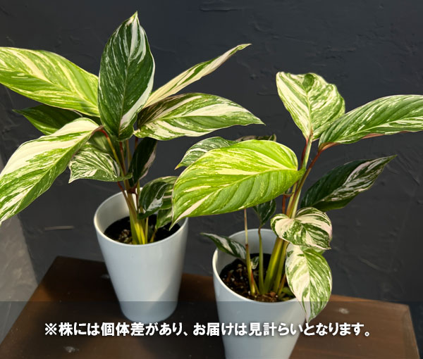 クテナンセ:ブロケイド 4号鉢入り