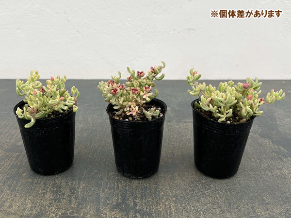 ドロサンテマム:ルビー錦 2号ポット