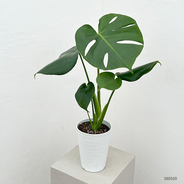 モンステラ:デリシオサ タウエリ 4.5号鉢植え