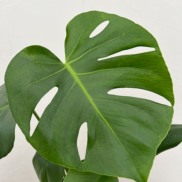 モンステラ:デリシオサ タウエリ 4.5号鉢植え
