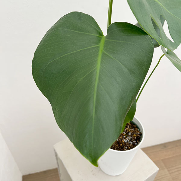 モンステラ:デリシオサ タウエリ 4.5号鉢植え