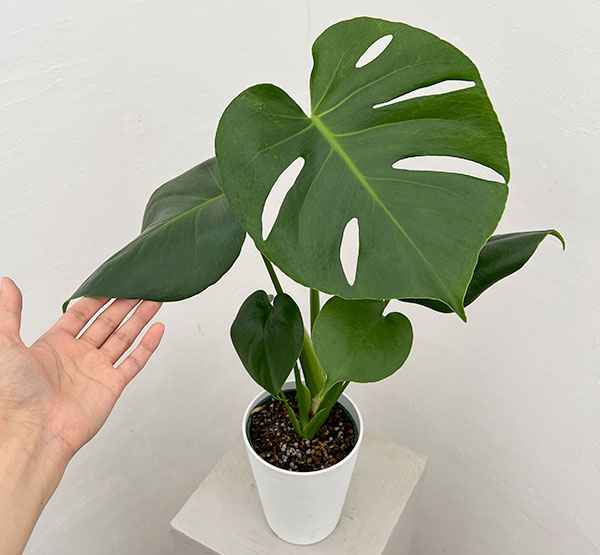 モンステラ:デリシオサ タウエリ 4.5号鉢植え