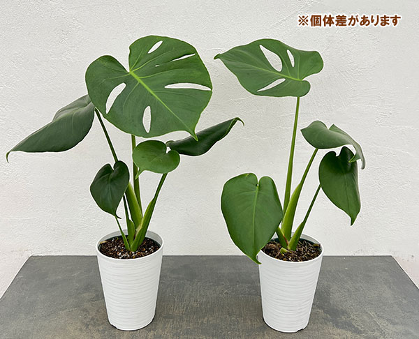モンステラ:デリシオサ タウエリ 4.5号鉢植え