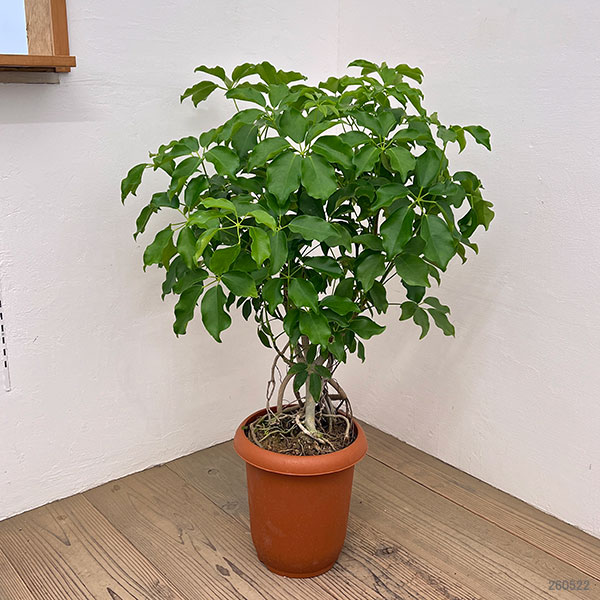 シェフレラ:グランディ 8号鉢植え