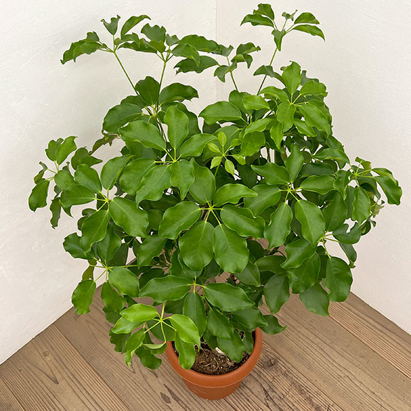 シェフレラ:グランディ 8号鉢植え