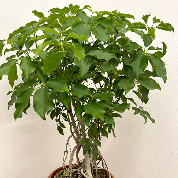 シェフレラ:グランディ 8号鉢植え