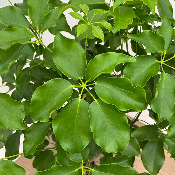 シェフレラ:グランディ 8号鉢植え