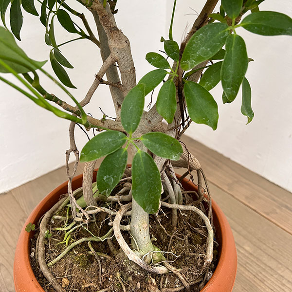 シェフレラ:グランディ 8号鉢植え