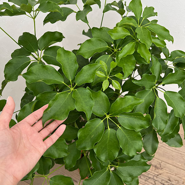 シェフレラ:グランディ 8号鉢植え