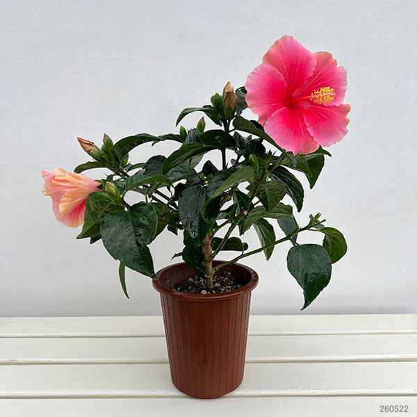 ハイビスカス:ピンクドレス5号鉢植え