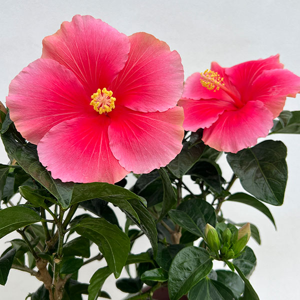 ハイビスカス:ピンクドレス5号鉢植え