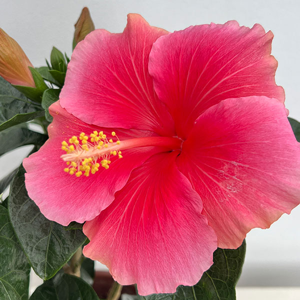 ハイビスカス:ピンクドレス5号鉢植え