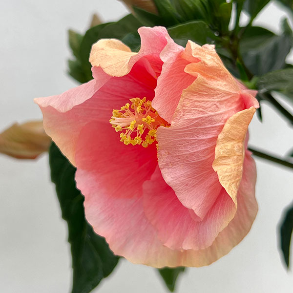 ハイビスカス:ピンクドレス5号鉢植え