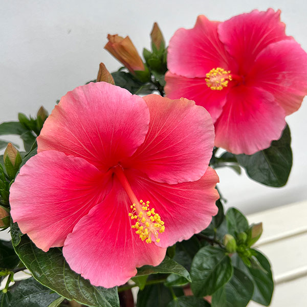 ハイビスカス:ピンクドレス5号鉢植え