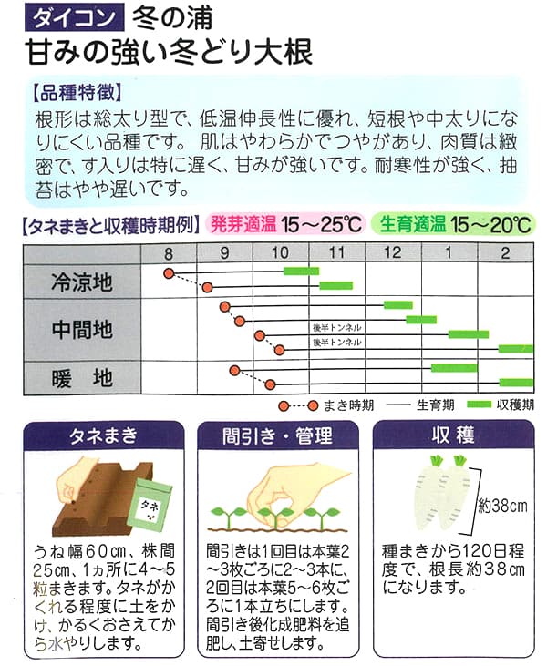 ダイコン：甘味の強い冬どり大根 冬の浦[野菜タネ]