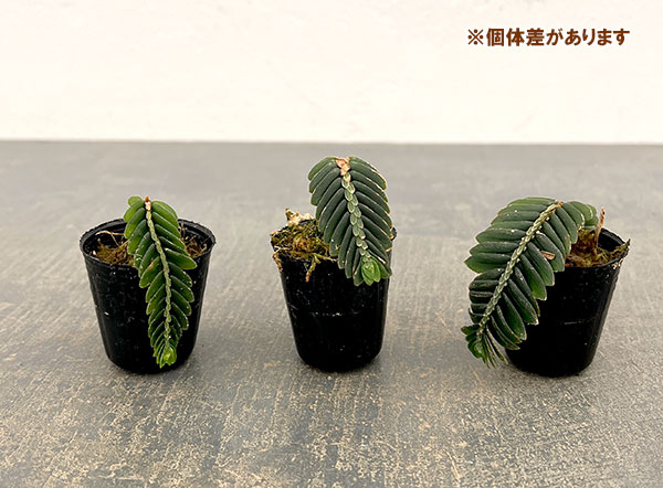 エラトステマ:サルビニオイデス 1号ポット
