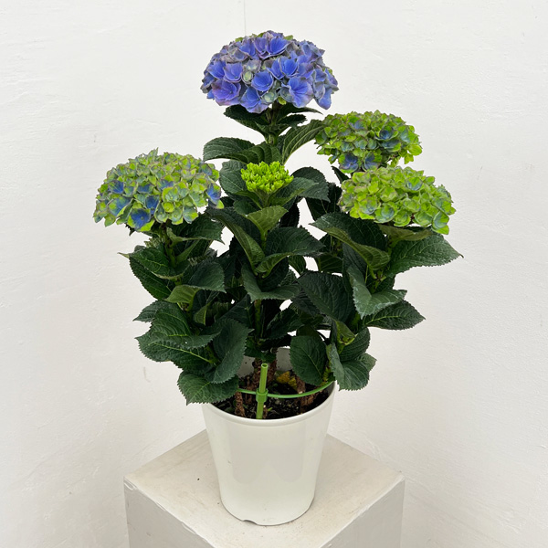 (わけあり特価)アジサイ:マジカルレッドアメジスト(ブルー仕立て)5号鉢植え
