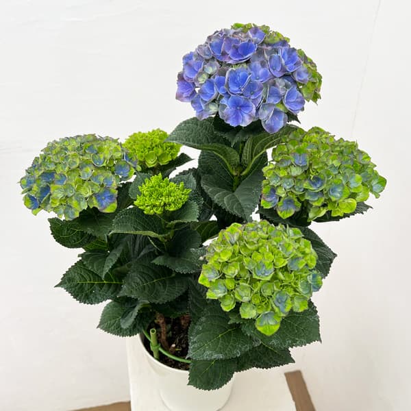 (わけあり特価)アジサイ:マジカルレッドアメジスト(ブルー仕立て)5号鉢植え