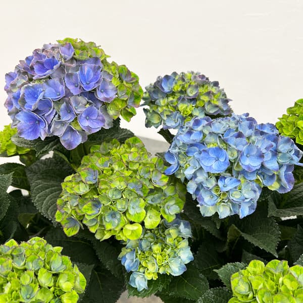 (わけあり特価)アジサイ:マジカルレッドアメジスト(ブルー仕立て)5号鉢植え