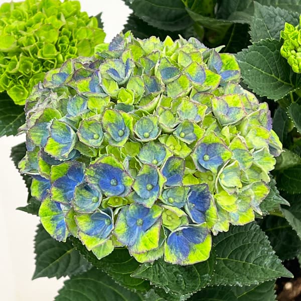 (わけあり特価)アジサイ:マジカルレッドアメジスト(ブルー仕立て)5号鉢植え