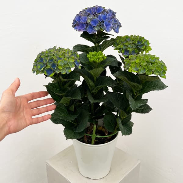 (わけあり特価)アジサイ:マジカルレッドアメジスト(ブルー仕立て)5号鉢植え