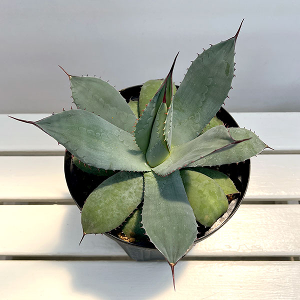 アガベ:パリー 7号鉢植え*
