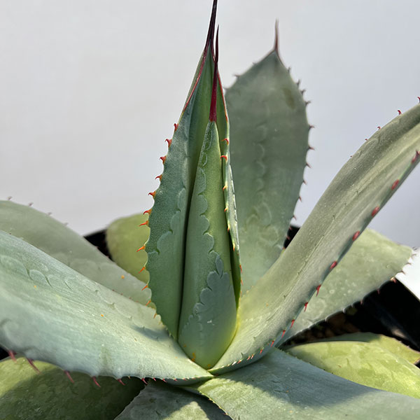 アガベ:パリー 7号鉢植え*