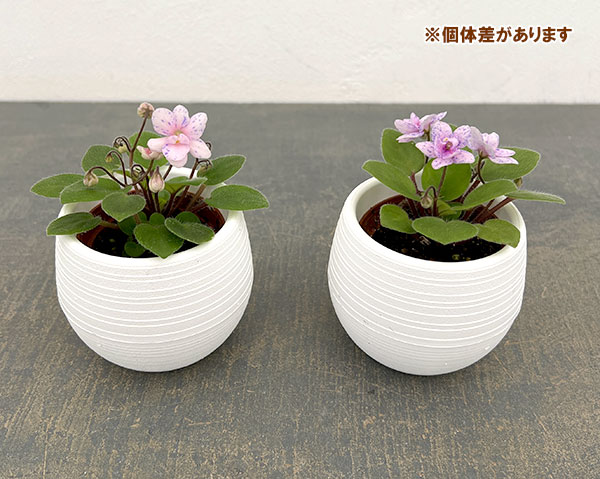 ミニセントポーリア:ロブス ブーラルー 2.5号鉢植え