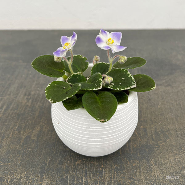 ミニセントポーリア:ハワイアン レイ 2.5号鉢植え