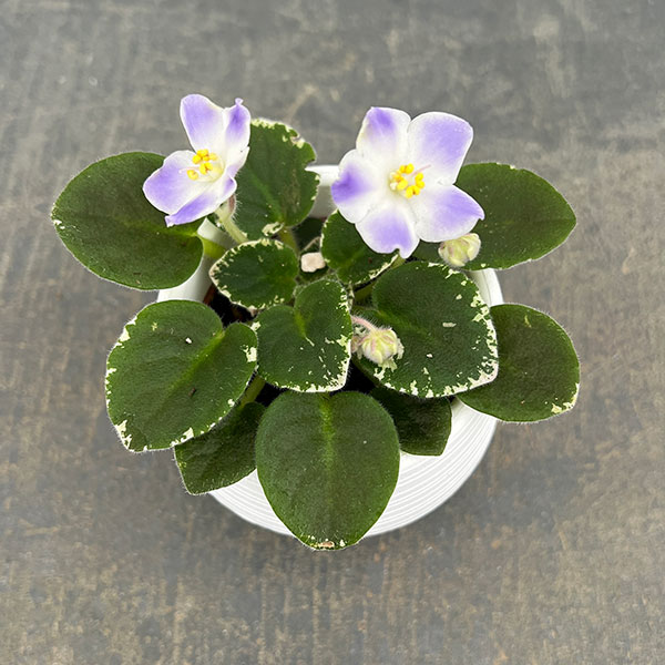 ミニセントポーリア:ハワイアン レイ 2.5号鉢植え
