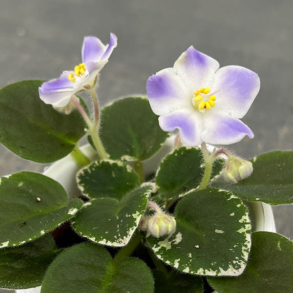 ミニセントポーリア:ハワイアン レイ 2.5号鉢植え