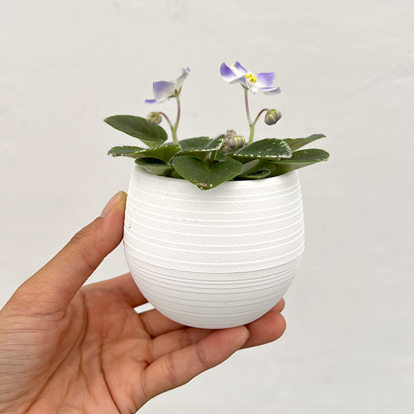 ミニセントポーリア:ハワイアン レイ 2.5号鉢植え