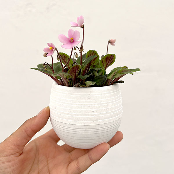 ミニセントポーリア:サンセットトレイル 2.5号鉢植え