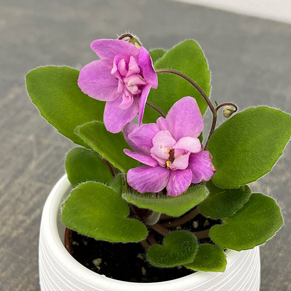 ミニセントポーリア:キッスアウェイトレイル 2.5号鉢植え
