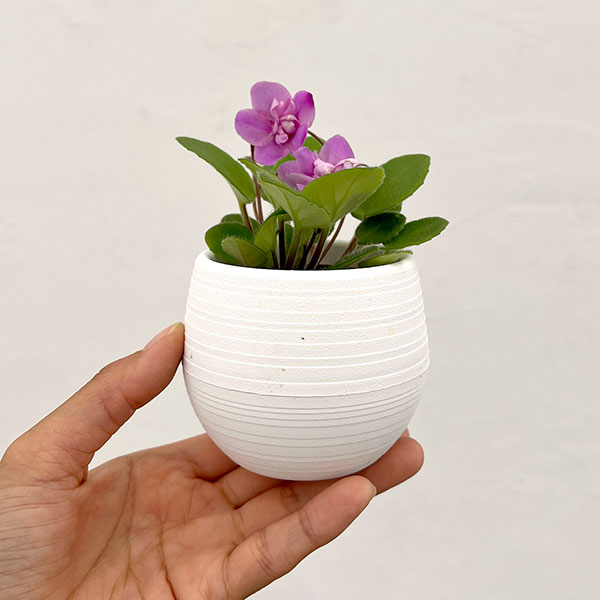 ミニセントポーリア:キッスアウェイトレイル 2.5号鉢植え