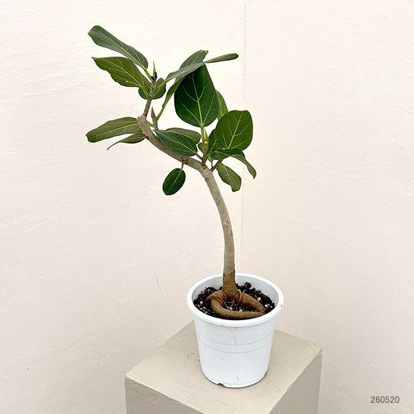 フィカス：ベンガレンシス（根上仕立て）　5号鉢植え**