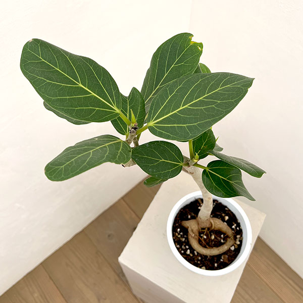 フィカス：ベンガレンシス（根上仕立て）　5号鉢植え**