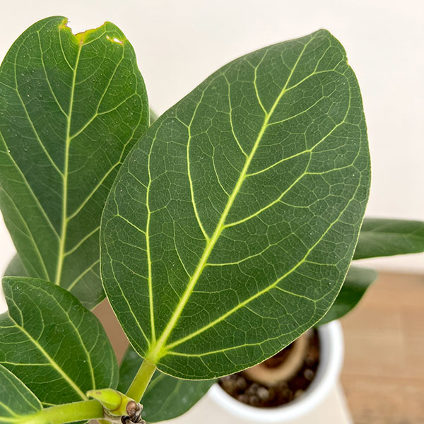 フィカス：ベンガレンシス（根上仕立て）　5号鉢植え**