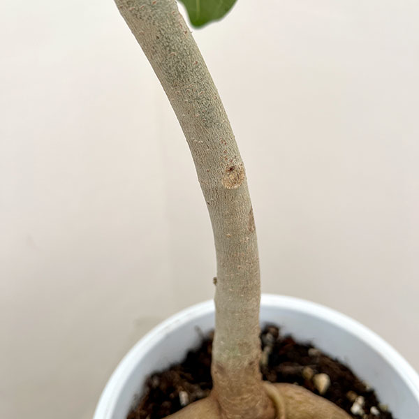 フィカス：ベンガレンシス（根上仕立て）　5号鉢植え**